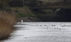 C Great White Egret 001.jpg