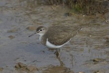 Common sandpiper PDR.jpg