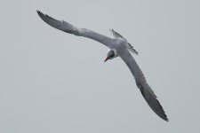 Caspian Tern PDR 1.jpg