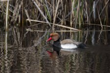 RC Pochard 5 reeds cropped.jpg