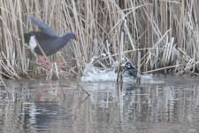 Swamphen Coot.jpg