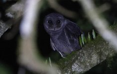 A Sooty Owl.jpg