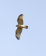 240123 NP Buzzard.JPG