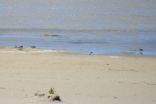 BF  Red-necked Stint, Red-capped Dottere and friends for ID.jpg