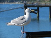 Glaucous-winged Gull, Pier 54.JPG