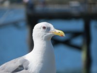 Glaucous-winged Gull, Pier 54b.JPG