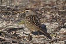 White-crowned Sparrow 2024-01-23.JPG