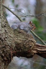 20240124 (8)_Grey_Squirrel.JPG