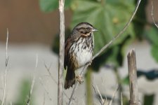 Song Sparrow 2024-01-25 a.JPG