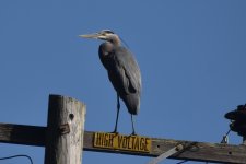 Great Blue Heron 2024-01-25 a.JPG