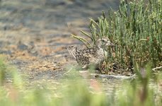 IMG_1233 Sharp-tailed Sandpiper @ Chittaway Point bf.jpg