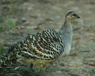 malleefowl1.JPG