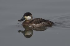 Ruddy Duck 2024-01-27 a.JPG