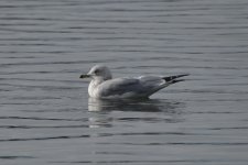 Ring-billed Gull 2024-01-27 a.JPG