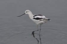 American Avocet (female) 2024-01-27 b.JPG