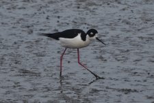 Black-necked Stilt (adult) 2024-01-27 d.JPG