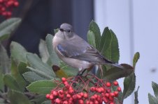 Western Bluebird 2024-01-27 e.JPG