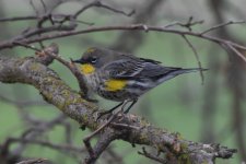 Yellow-rumped Warbler (Audubon's) 2024-01-27 c.JPG