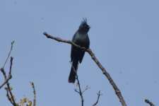 Phainopepla 2024-01-27 a.JPG