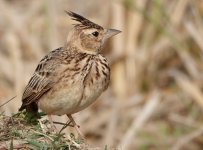 Galerida_malabarica_3_cochevis_de_malabar_lark_kerala_inde_endemique.JPG