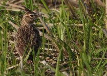 Galerida_malabarica_4_cochevis_de_malabar_lark_kerala_inde_endemique.JPG