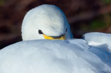 Whooper-Swan-(11)-fbook.jpg