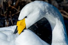 Whooper-Swan-(23)-fbook.jpg