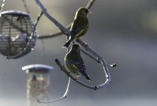 20240130 - Greenfinch males in the garden.jpg