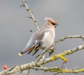 waxwing 124-DeNoiseAI-standard.jpg