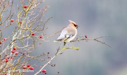 waxwing 149-DeNoiseAI-standard.jpg