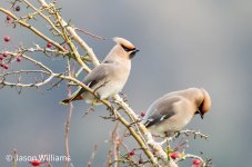 waxwing 176-DeNoiseAI-standard.jpg