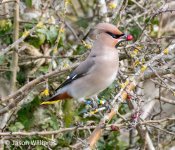 waxwing 238-DeNoiseAI-standard.jpg