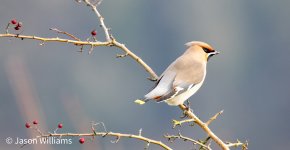 waxwing 314-DeNoiseAI-standard.jpg