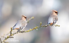 waxwing 332-DeNoiseAI-standard.jpg