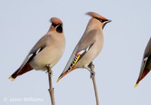 waxwing 410-DeNoiseAI-standard.jpg