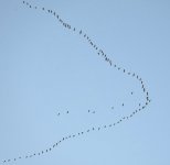 Pink-footed Geese @ Girdleness BW240130_214826.jpg