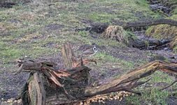 31-01-2024 -Danish Forest Cam - Crested Tit.jpg