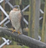 Sparrowhawk2.jpg