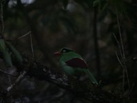 Bornean Green-MagpieP7314717.jpg