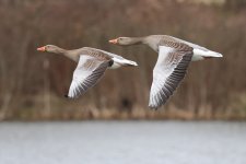 20240125 (8)_Greylag_Goose.JPG