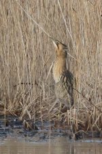 20240128 (1)_Bittern.JPG