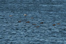 Common Scoter @ Nigg Bay BW240202_174014.jpg