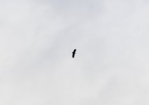 20240203 - White-tailed Eagle at Backwater - Full wings and tail.jpg