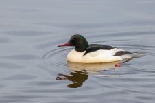 Goosander-(8)-fbook.jpg