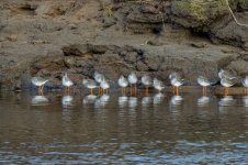 Redshank-(28)-fbook.jpg