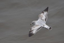 Ring-billed Gull 2024-02-03 a.JPG