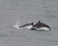 BN Dolphin_Girdle Ness_040224c.jpg