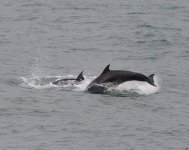 BN Dolphin_Girdle Ness_040224d.jpg