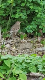 phone pic of a Song Thrush for comparison.jpg