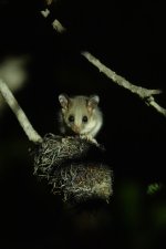 DSC02512 Eastern Pygmy Possum @ West Head bf.jpeg